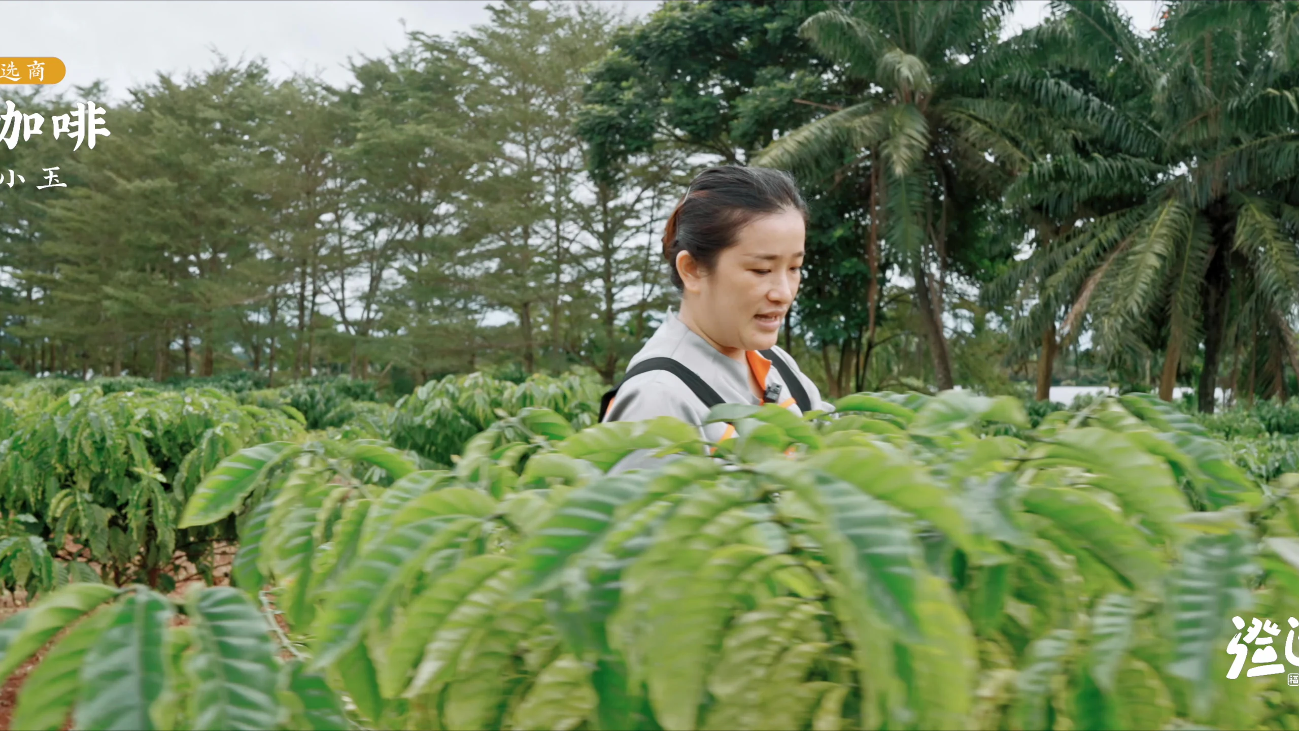 福山咖啡｜一杯咖啡的土地来处 封面